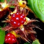 Rubus phoenicolasius Fruit