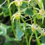 Campanula zoysii Плід