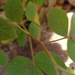 Crotalaria pallida Лист