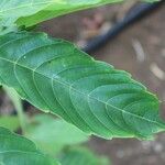 Leea guineensis Leaf