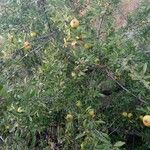 Malus sylvestris Fruit