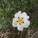 Cistus ladaniferFlor