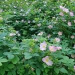 Rosa woodsii Alkat (teljes növény)