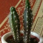 Pachycereus pecten-aboriginum Hoja