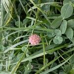 Trifolium fragiferumКвітка