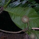 Simira maxonii Fruit