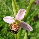 Ophrys apifera Fula
