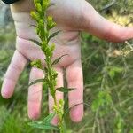 Solidago puberula Hoja