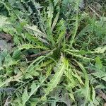 Taraxacum croceiflorum Hoja