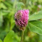 Trifolium mediumFloro