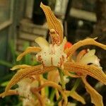 Cymbidium tracyanum Flor