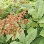 Rodgersia aesculifolia Flor