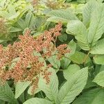 Rodgersia aesculifolia Floare