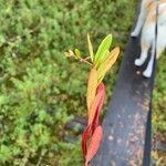 Chamaedaphne calyculata Leaf