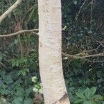 Betula ermanii Corteccia