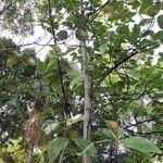 Coussapoa villosa Συνήθη χαρακτηριστικά