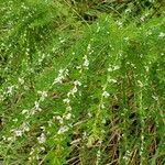 Lespedeza cuneata Flower