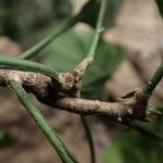 Pycnocoma chevalieri Kabuk