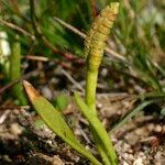 Ophioglossum lusitanicum Други