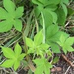 Humulus scandens برگ