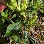 Gentianella germanica Leaf