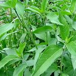 Helianthus angustifolius Foglia