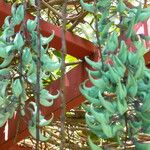 Strongylodon macrobotrys Flor