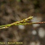 Carex brachystachys Sonstige