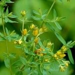 Hypericum tetrapterum Агульны выгляд