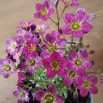 Saxifraga rosacea Кветка