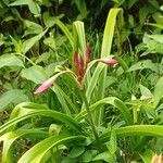 Crinum bulbispermum Flower