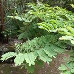 Caesalpinia pulcherrima Blatt