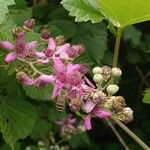 Rubus sanctus Floro