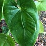 Anthurium guildingii Leaf