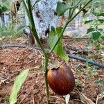 Solanum melongena Fruchs