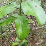 Kalanchoe pinnata Hoja