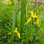 Iris pseudacorus Habitatea