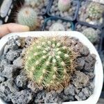 Echinopsis formosaবাকল