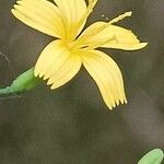 Lactuca muralis Fleur