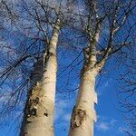 Betula pubescens عادت داشتن