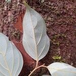 Cryptocarya transversa Leaf