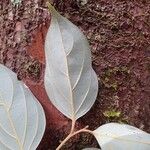 Cryptocarya transversa Hoja