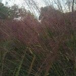 Muhlenbergia capillaris Cvet