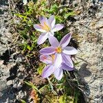 Crocus corsicus Flower