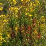 Hypericum empetrifolium Blatt