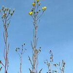 Crepis tectorum Flower