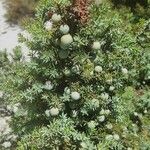 Juniperus macrocarpa Blad