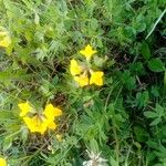 Lotus corniculatusBlüte