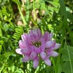 Coronilla variaBlomst