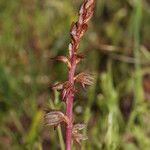 Corallorhiza striata Lorea